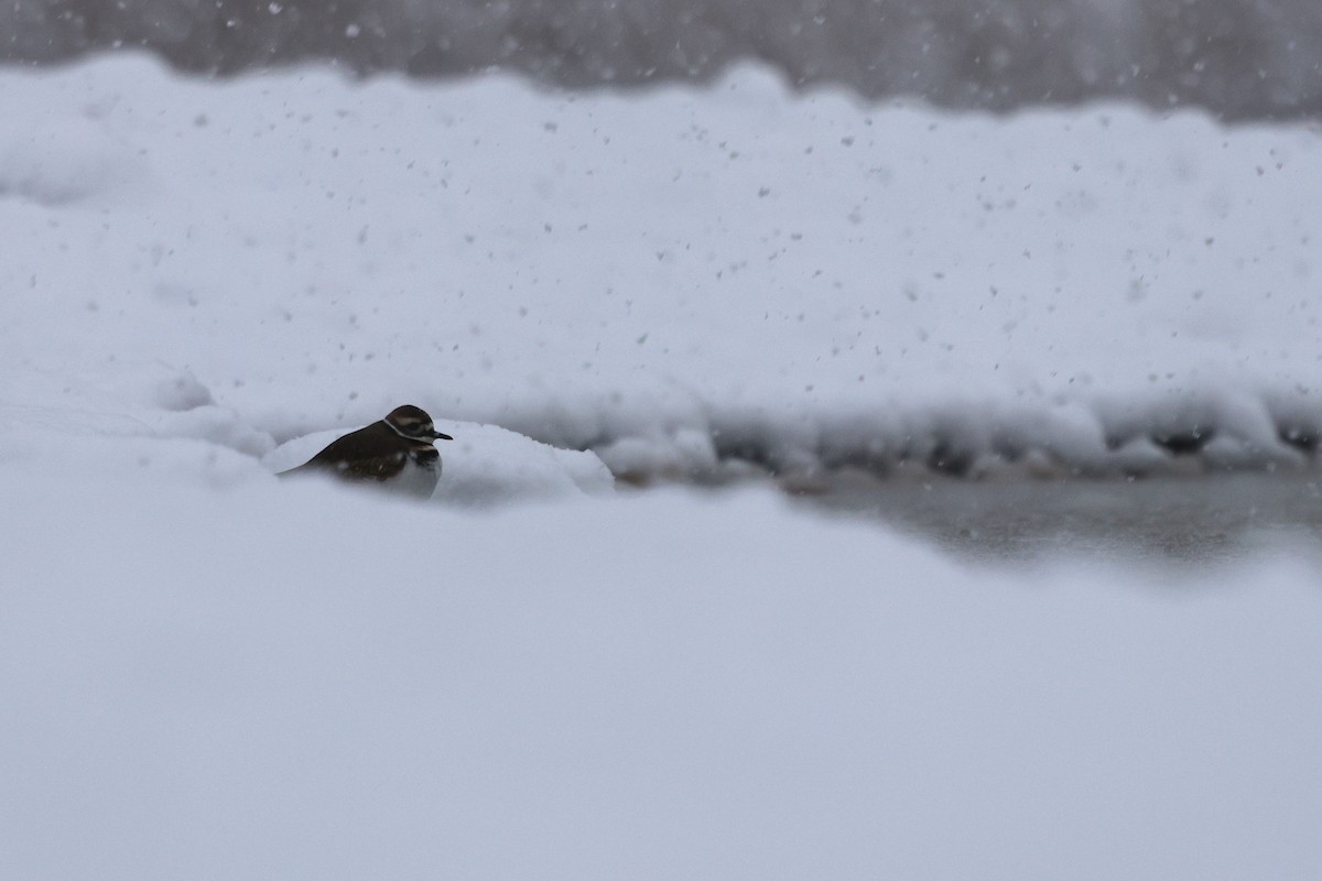 Killdeer - ML646948297