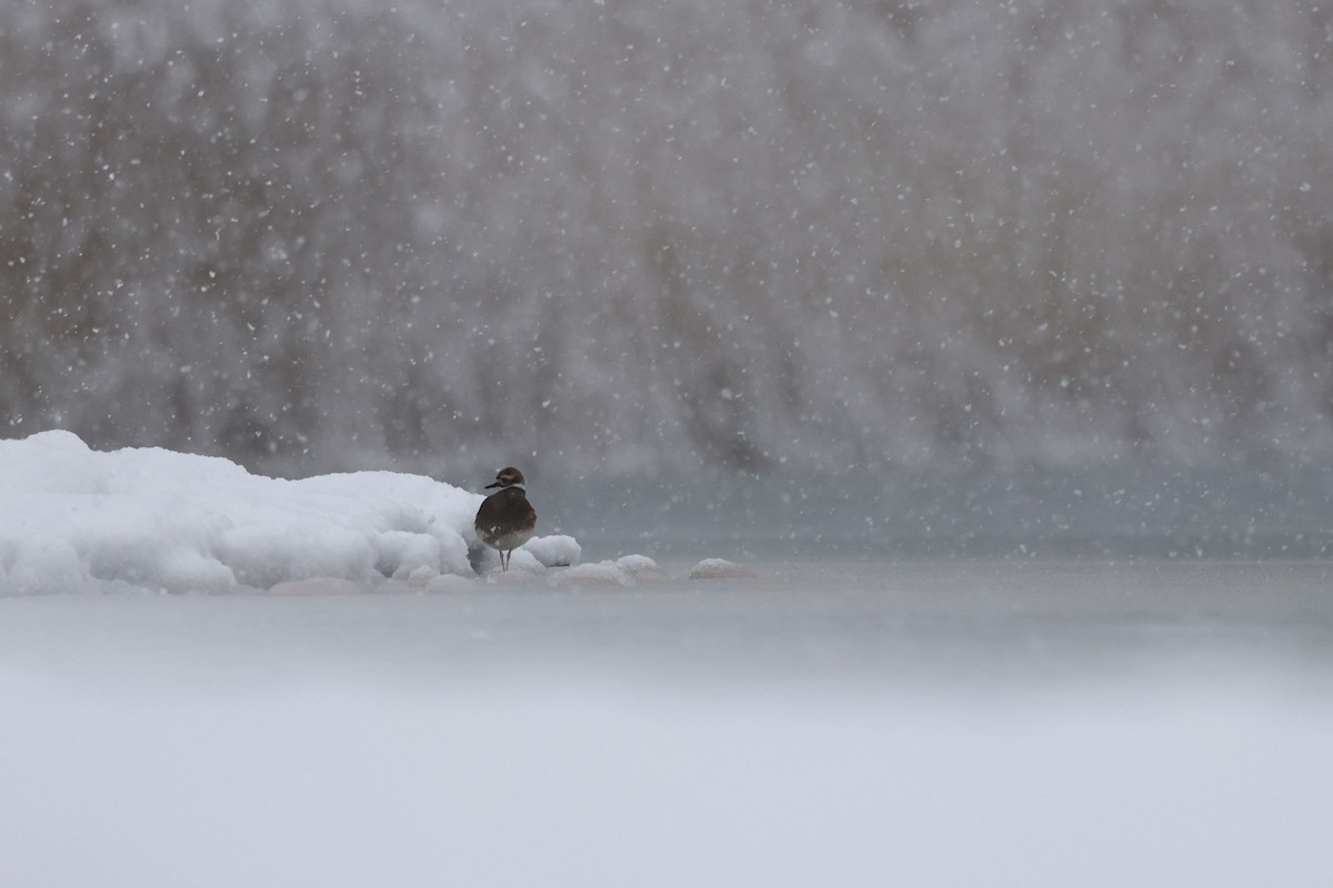 Killdeer - ML646948298