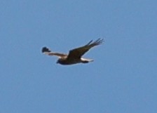 Swamp Harrier - ML646948300