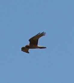 Swamp Harrier - ML646948301