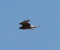 Swamp Harrier - ML646948302