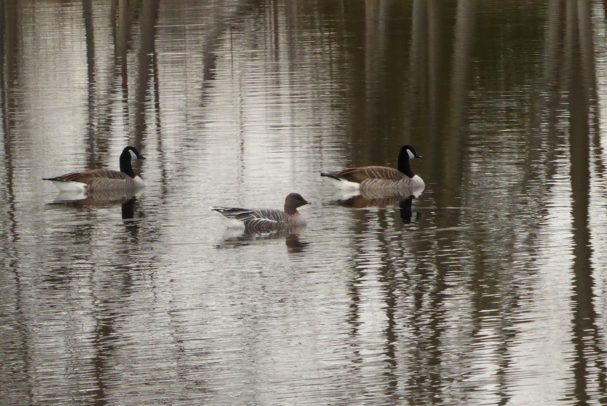 Pink-footed Goose - ML646948303