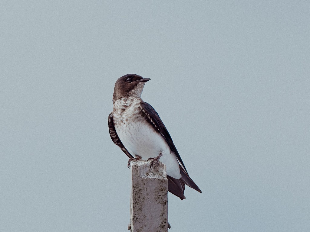Gray-breasted Martin - ML646948304