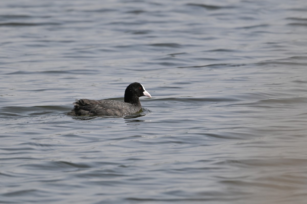 Eurasian Coot - ML646948305