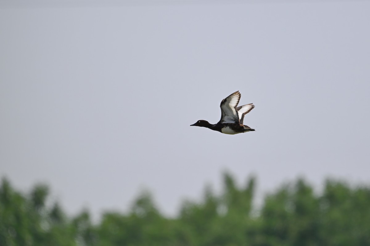Ferruginous Duck - ML646948306