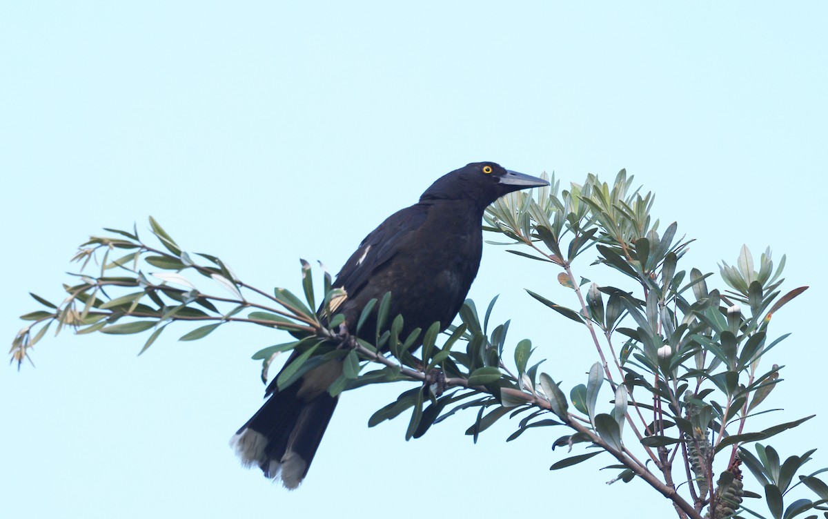 Pied Currawong - ML646948307