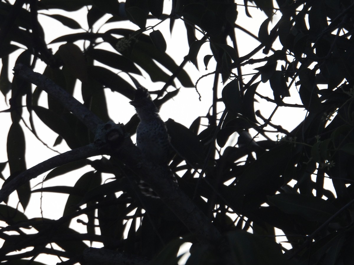 Bindenameisenwürger - ML646948308