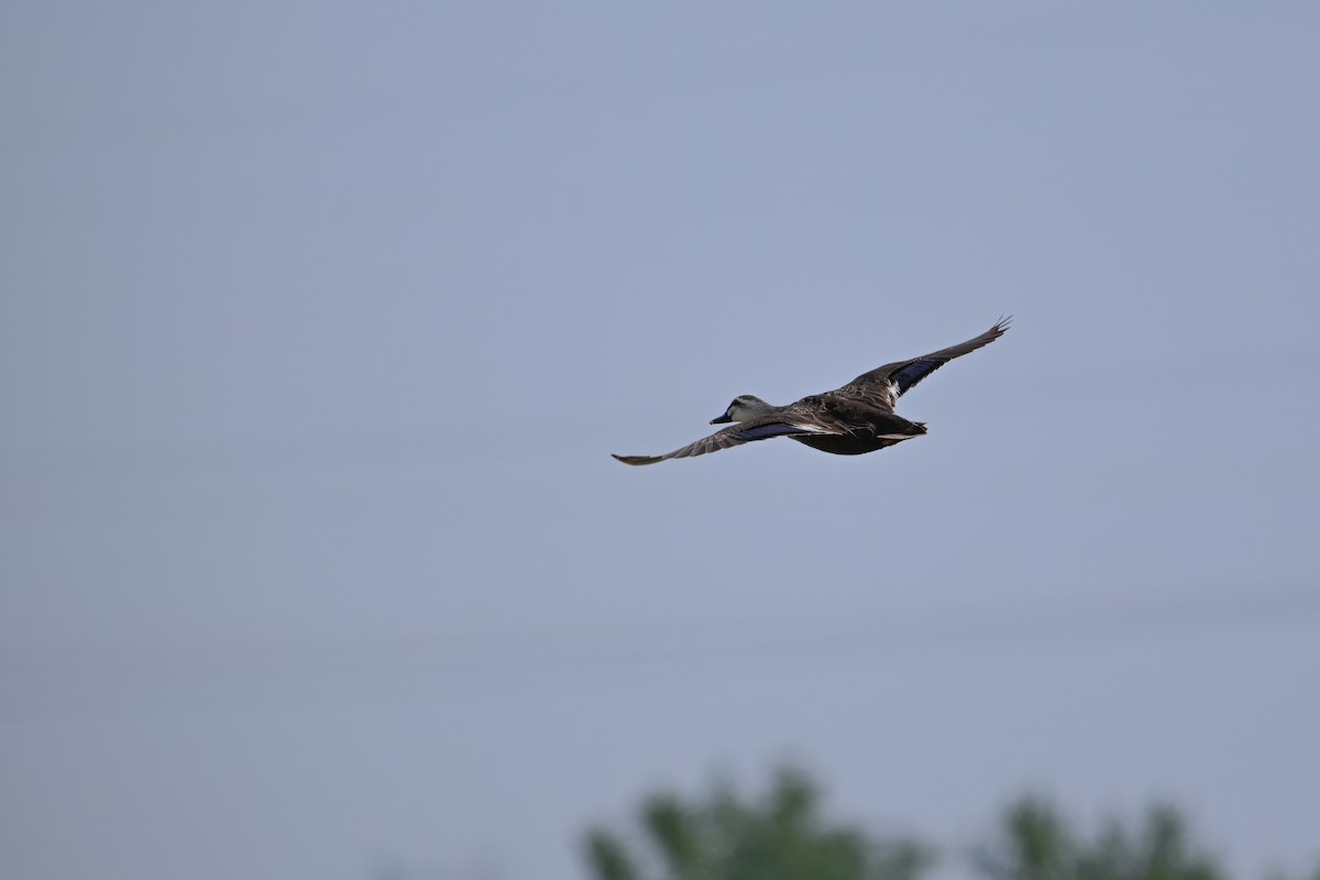 Eastern Spot-billed Duck - ML646948309