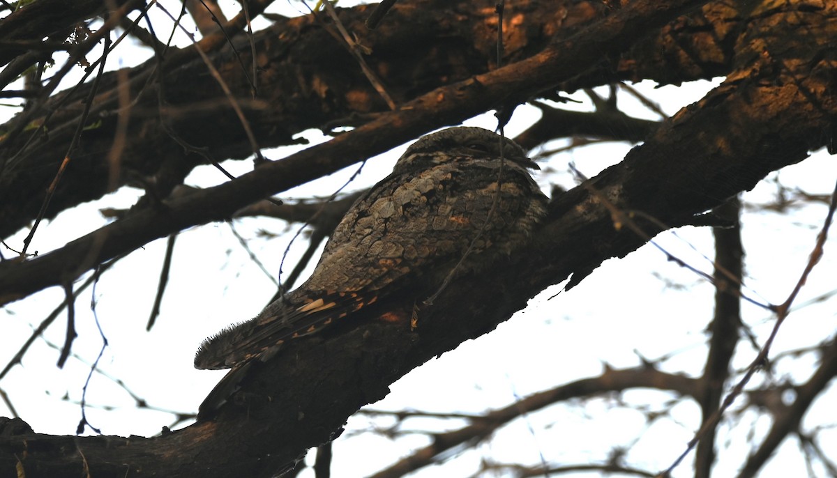 Jungle Nightjar - ML646948310