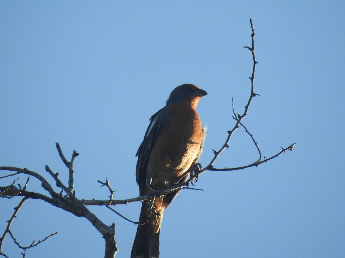 White-tipped Plantcutter - ML646948318