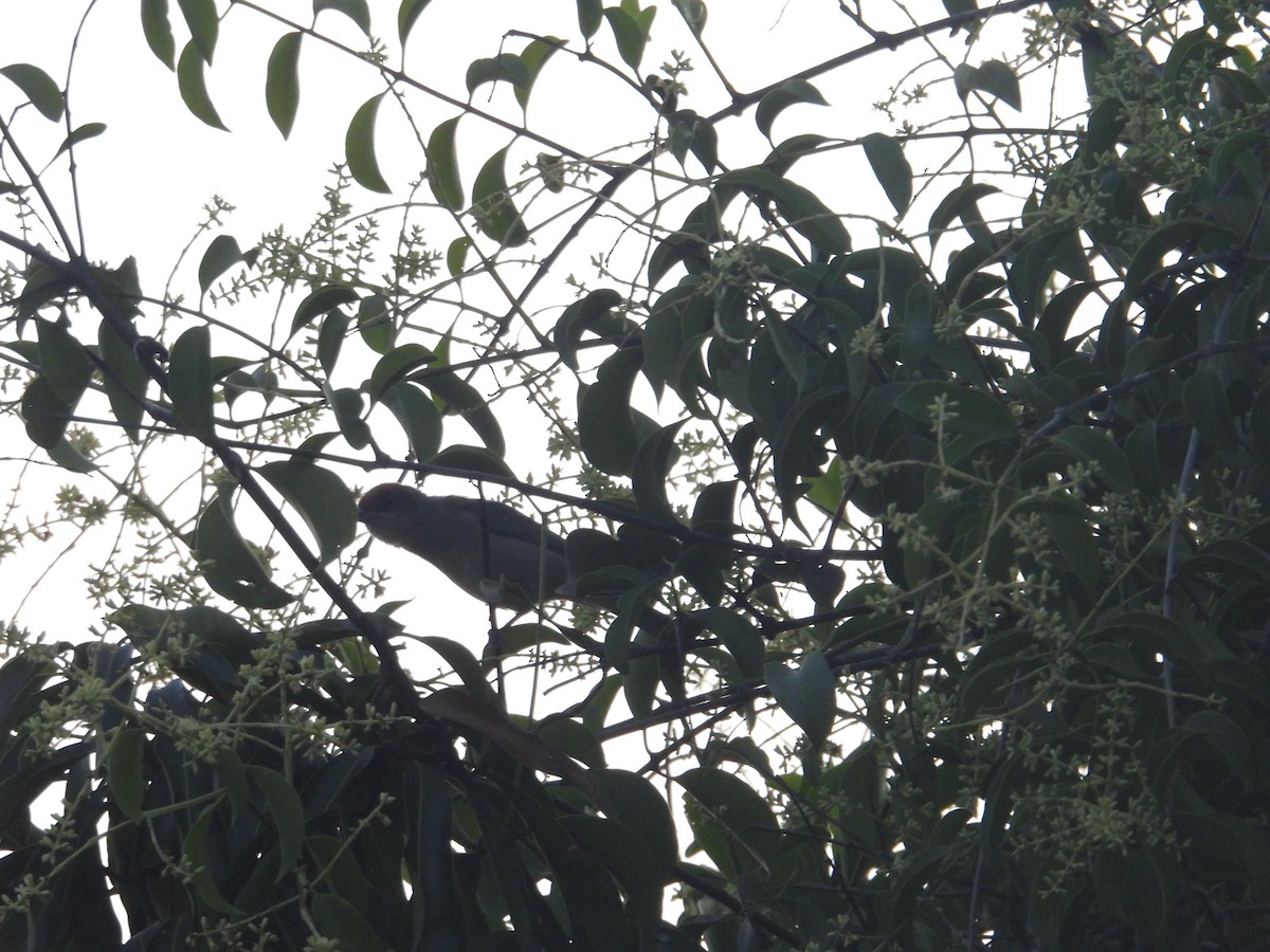 Scrub Tanager - ML646948322