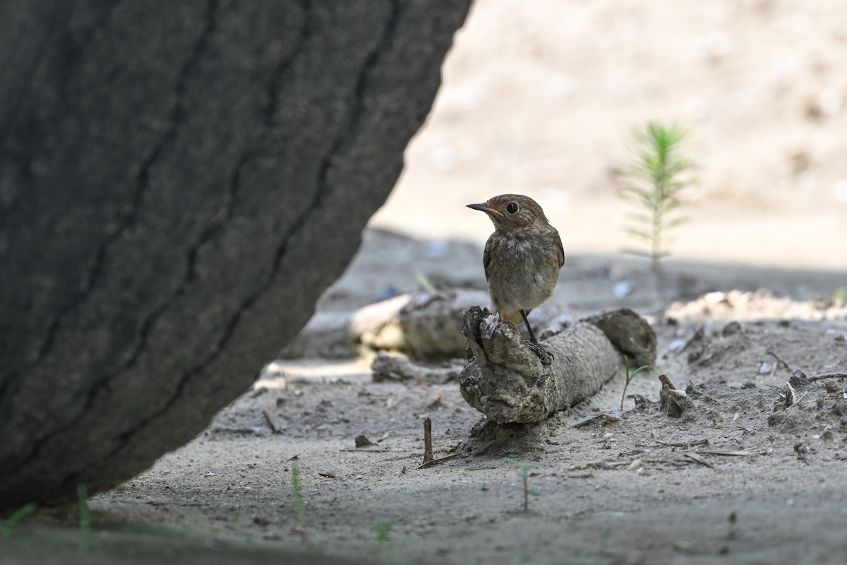 ジョウビタキ - ML646948323