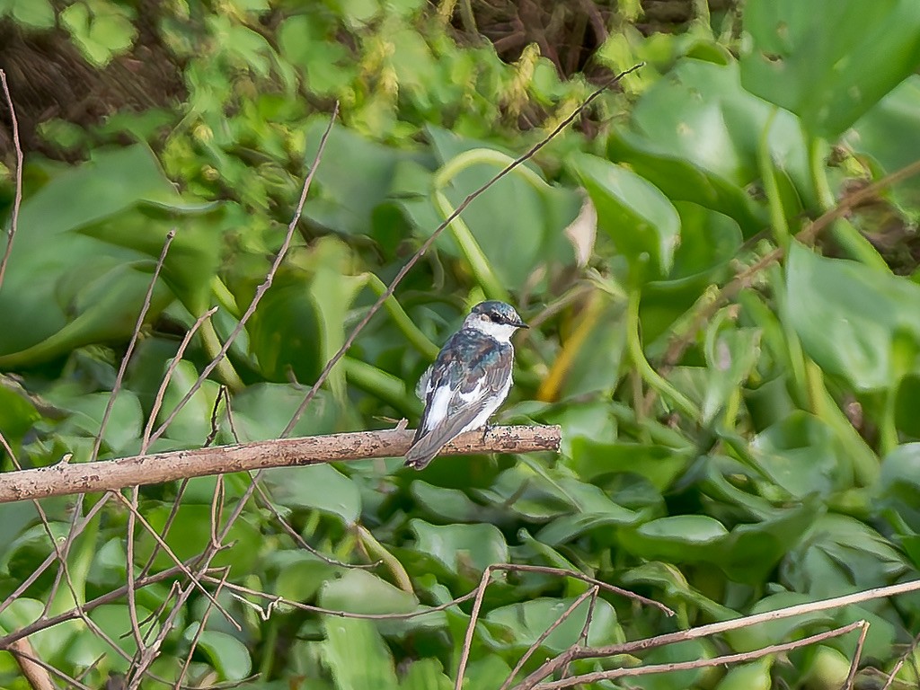 White-winged Swallow - ML646948324
