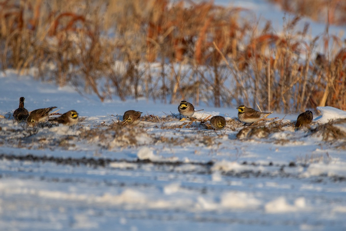 Horned Lark - ML646948325