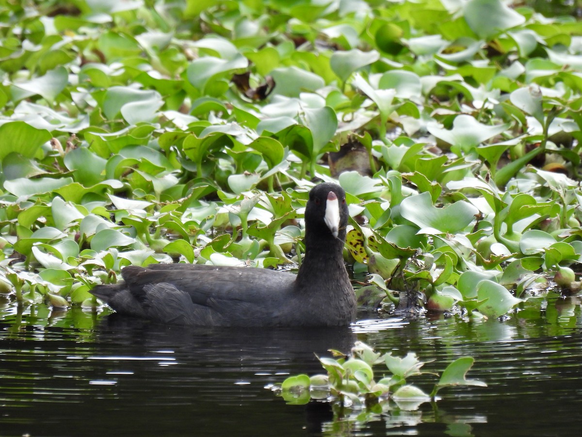 American Coot - ML646948326