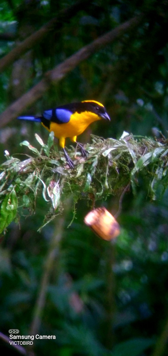 Blue-winged Mountain Tanager - ML646948327