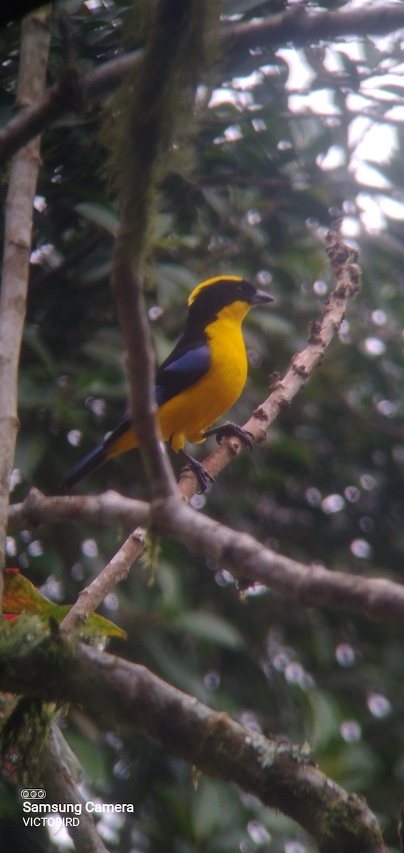 Blue-winged Mountain Tanager - ML646948328