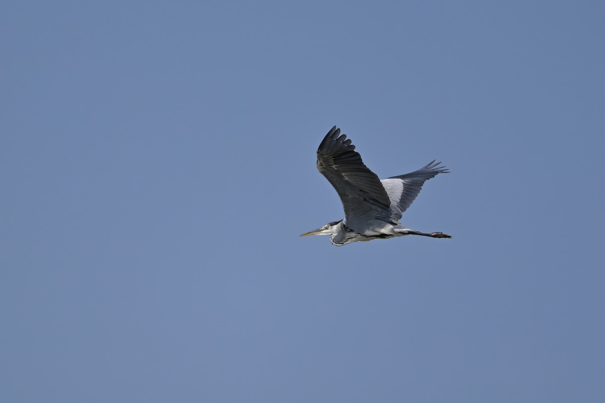 Gray Heron - ML646948329