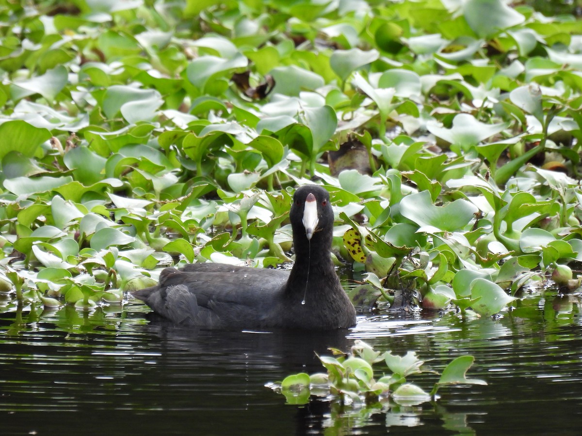 American Coot - ML646948330