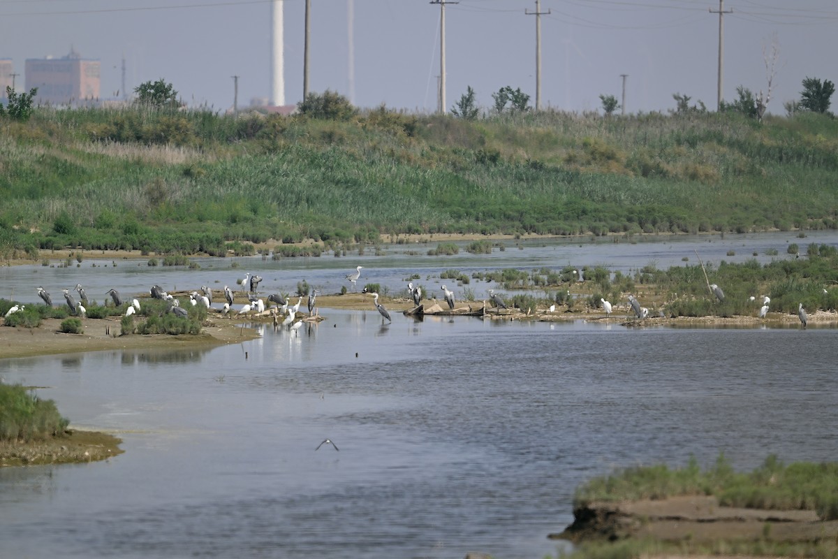 Gray Heron - ML646948331