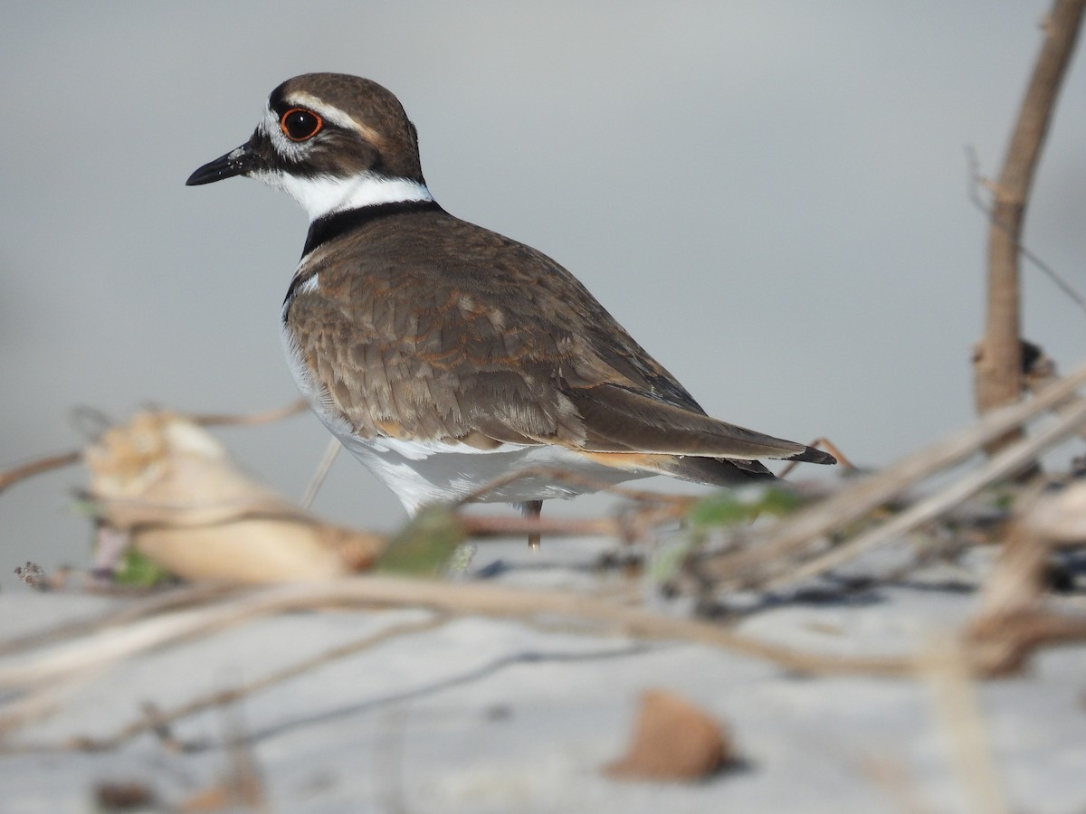 Killdeer - ML646948333