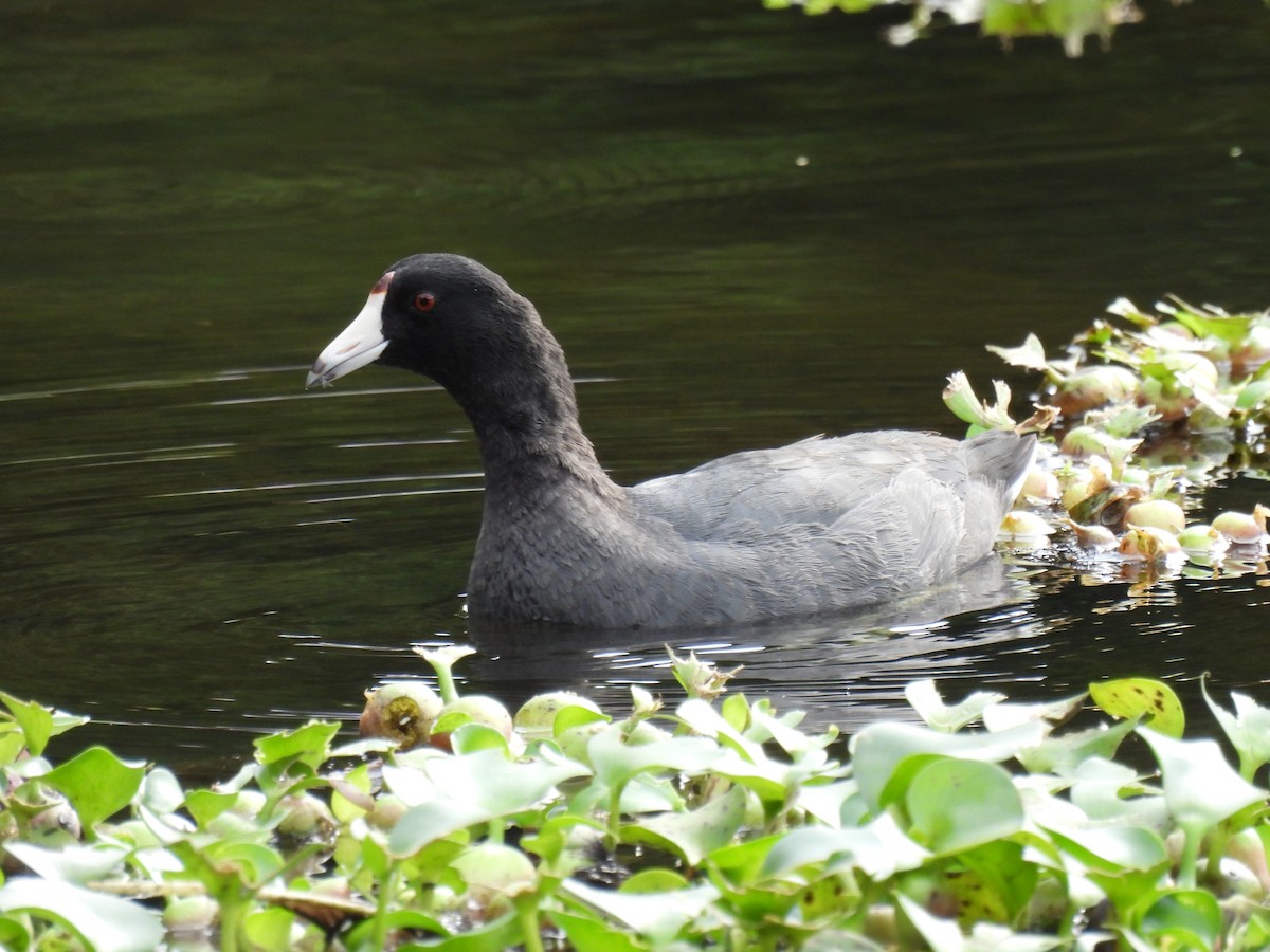 American Coot - ML646948336