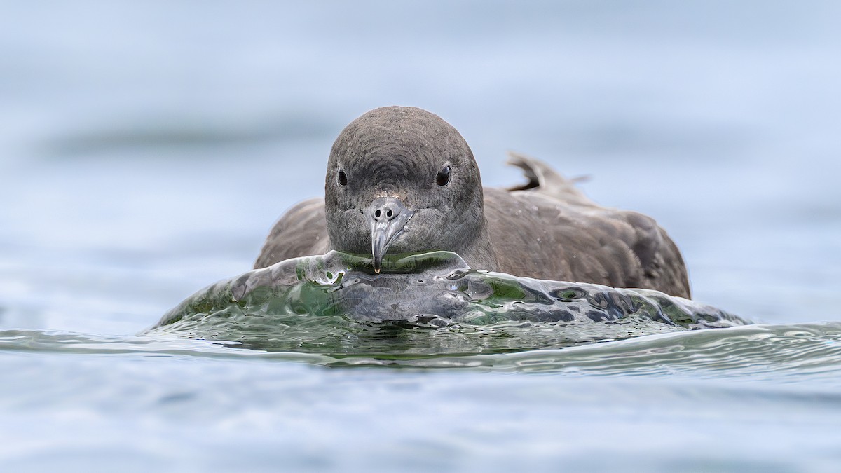 Short-tailed Shearwater - ML646948338
