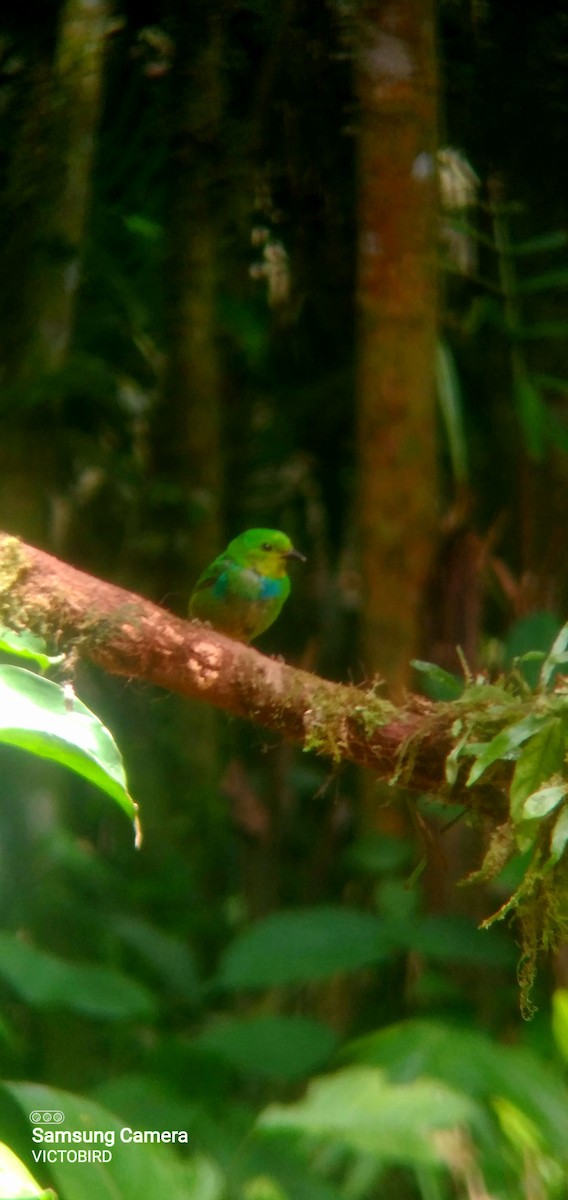 Multicolored Tanager - ML646948344