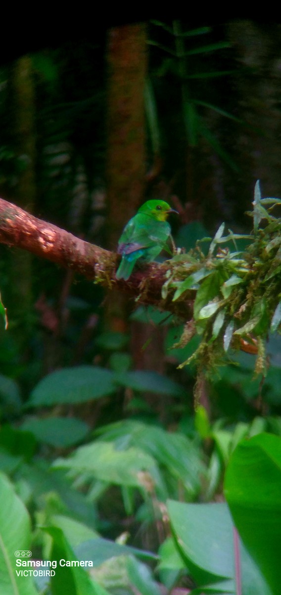 Multicolored Tanager - ML646948345