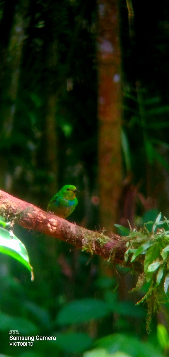 Multicolored Tanager - ML646948346