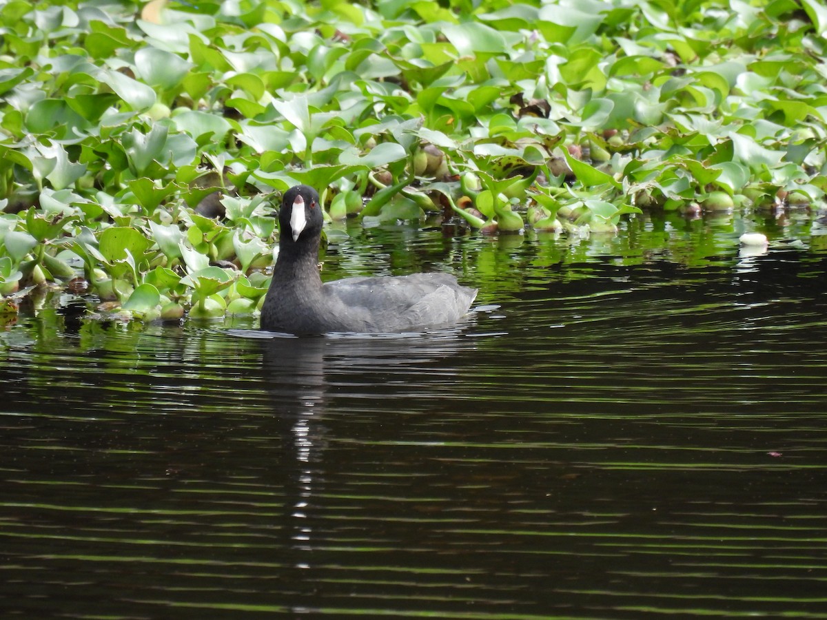 American Coot - ML646948348