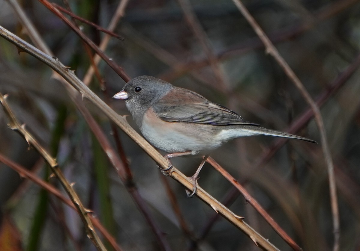 Dark-eyed Junco (Oregon) - ML646948359
