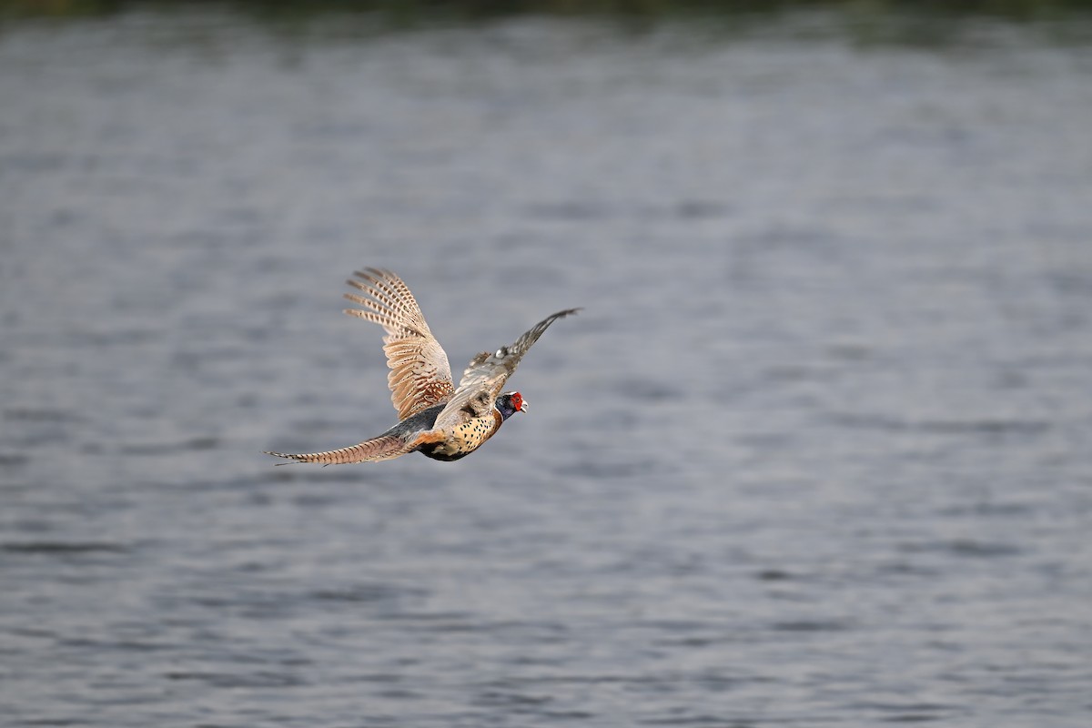 環頸雉 - ML646948360