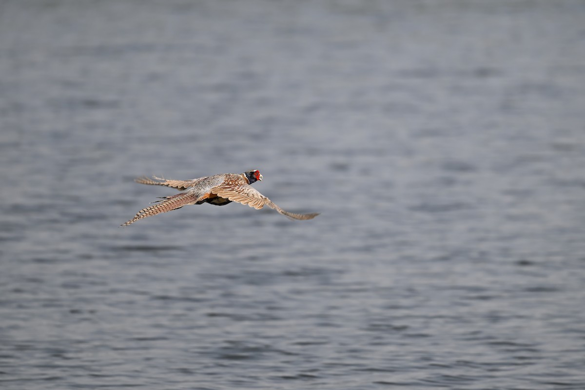 環頸雉 - ML646948361