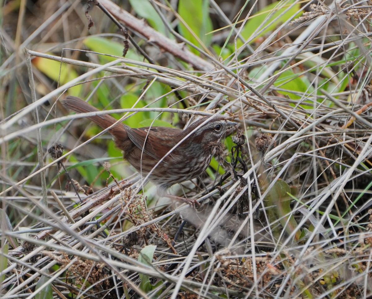 Song Sparrow - ML646948362