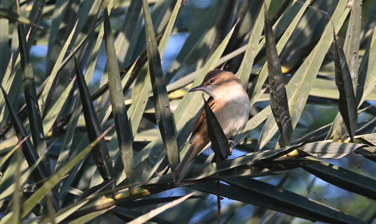 Clamorous Reed Warbler - ML646948364