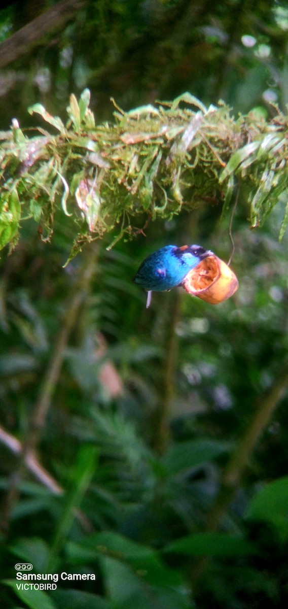 Golden-naped Tanager - ML646948365