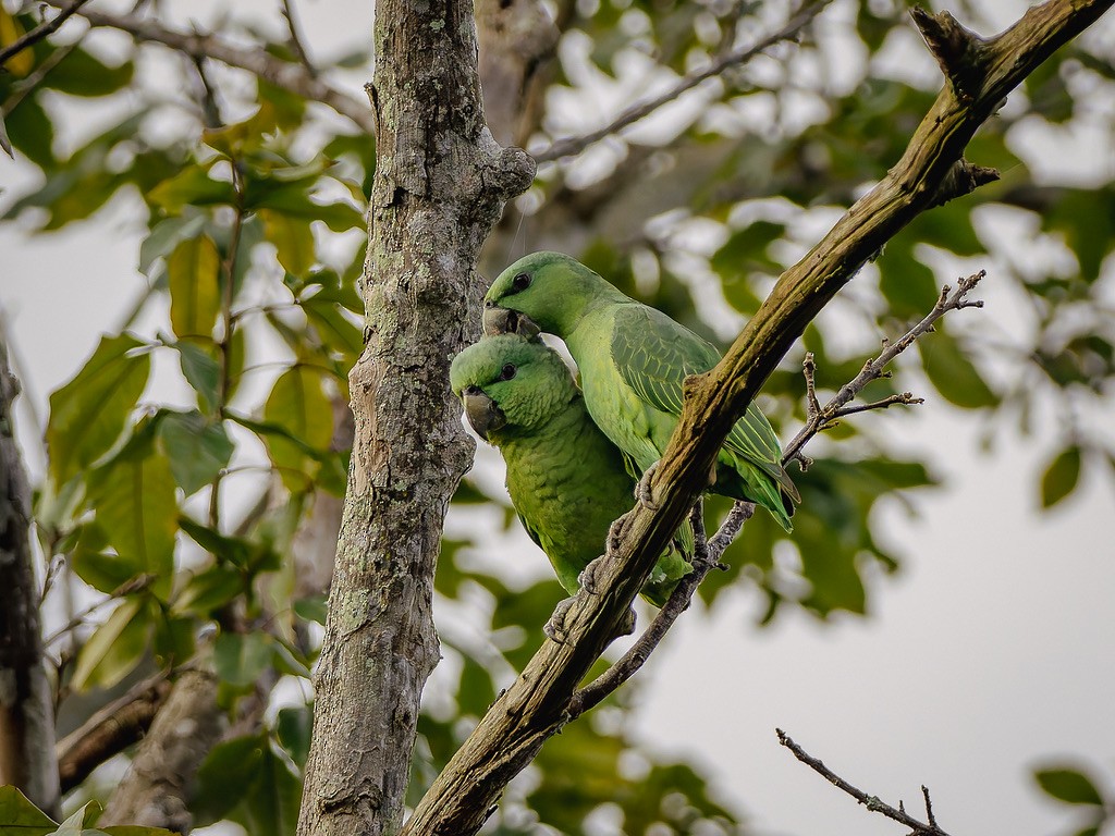 Short-tailed Parrot - ML646948372