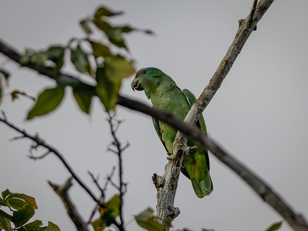 Short-tailed Parrot - ML646948383
