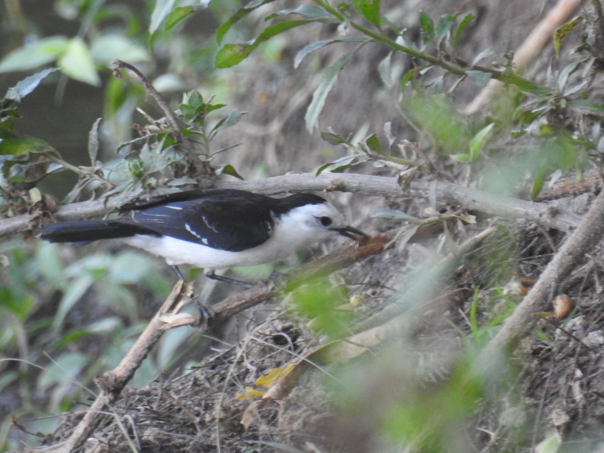Black-backed Water-Tyrant - ML646948384
