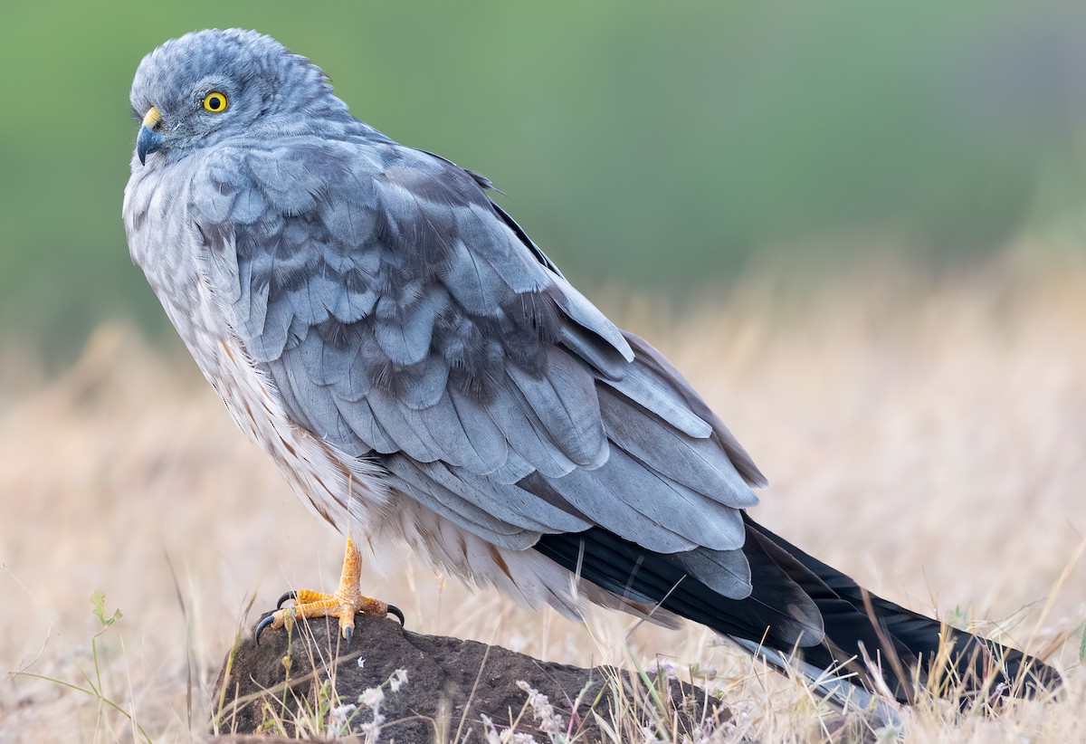 Луговой лунь - ML646948385