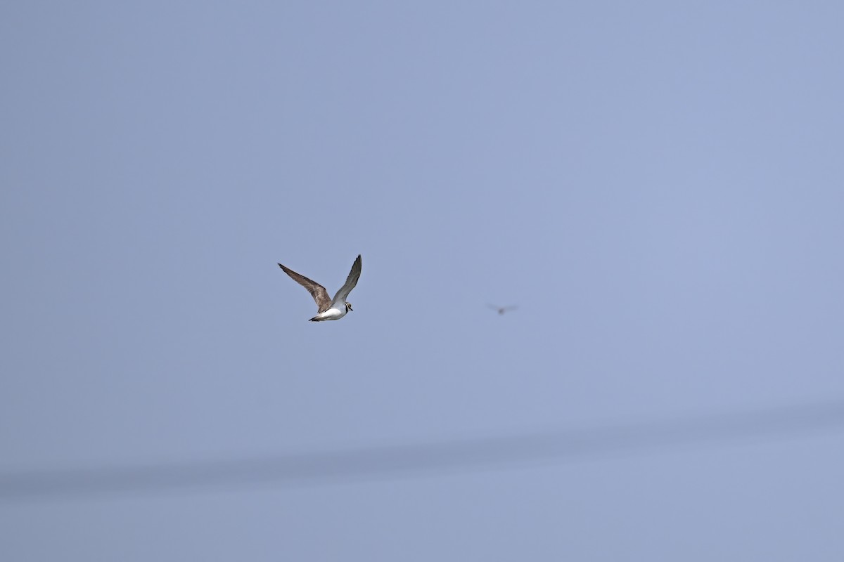 小環頸鴴 - ML646948386