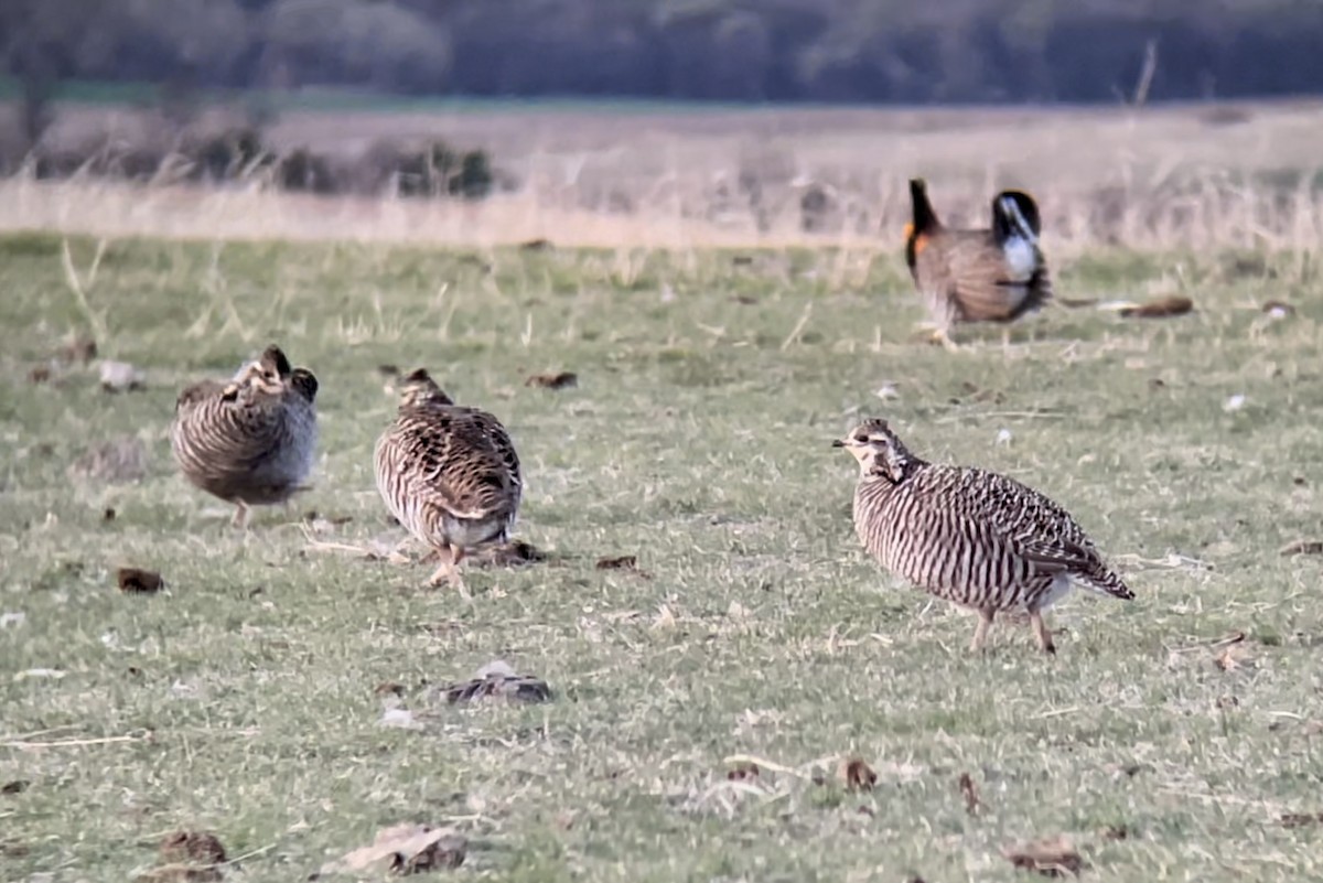 Greater Prairie-Chicken - ML646948388