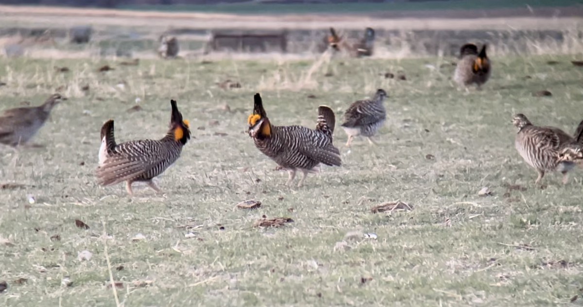 Greater Prairie-Chicken - ML646948390