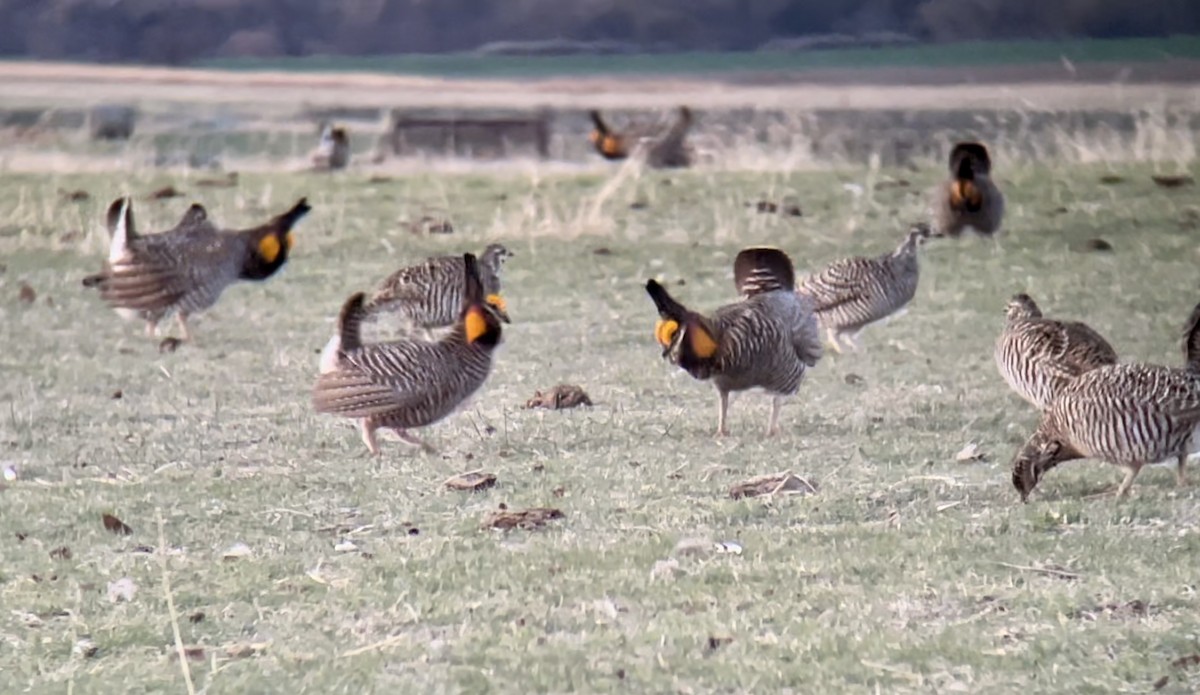 Greater Prairie-Chicken - ML646948391