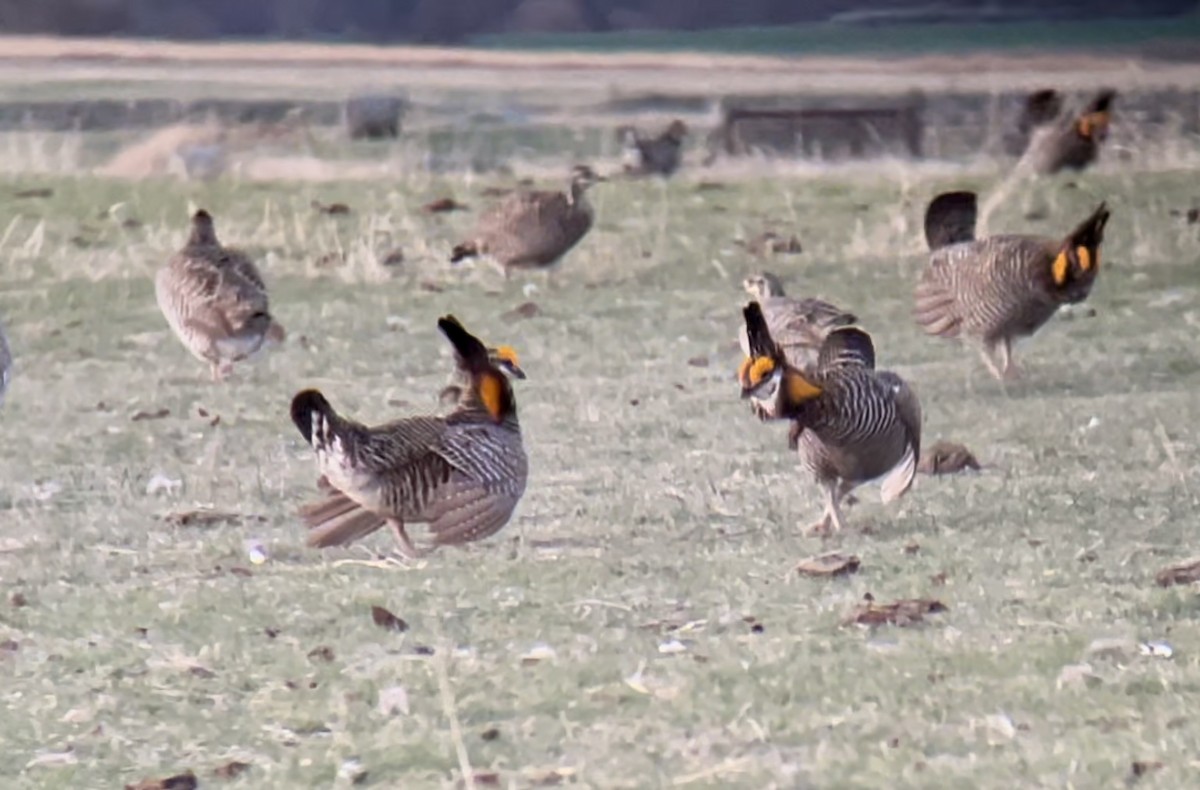 Greater Prairie-Chicken - ML646948393