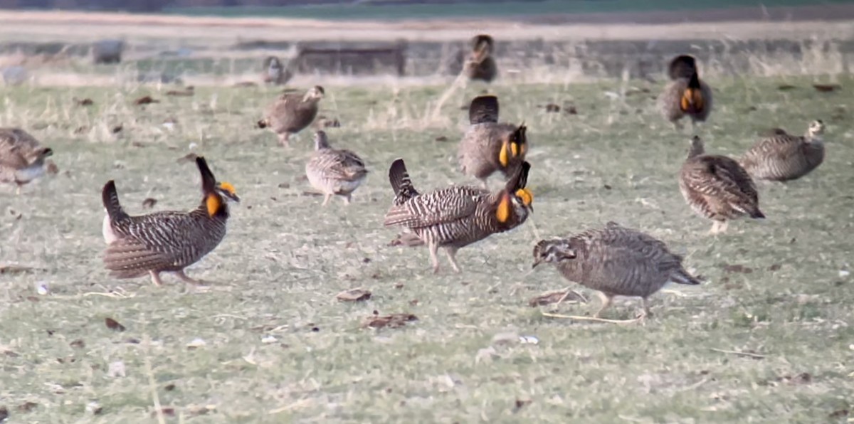 Greater Prairie-Chicken - ML646948394