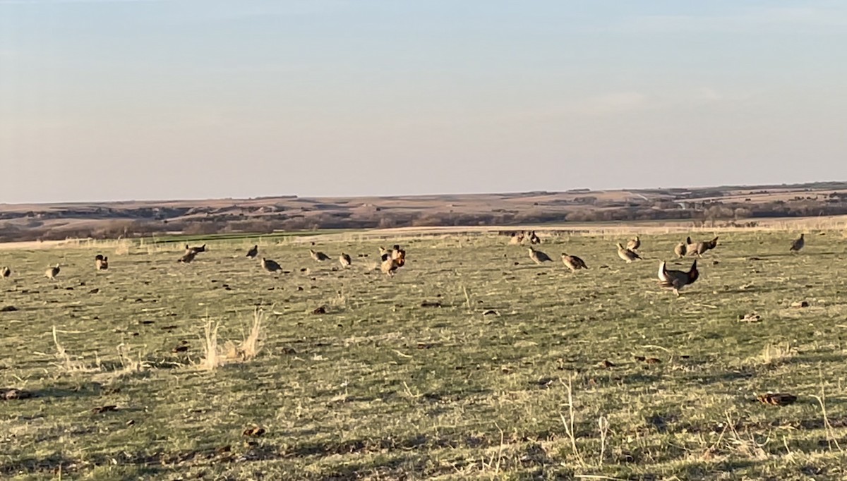 Greater Prairie-Chicken - ML646948395