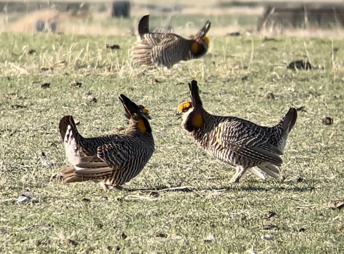 Greater Prairie-Chicken - ML646948396