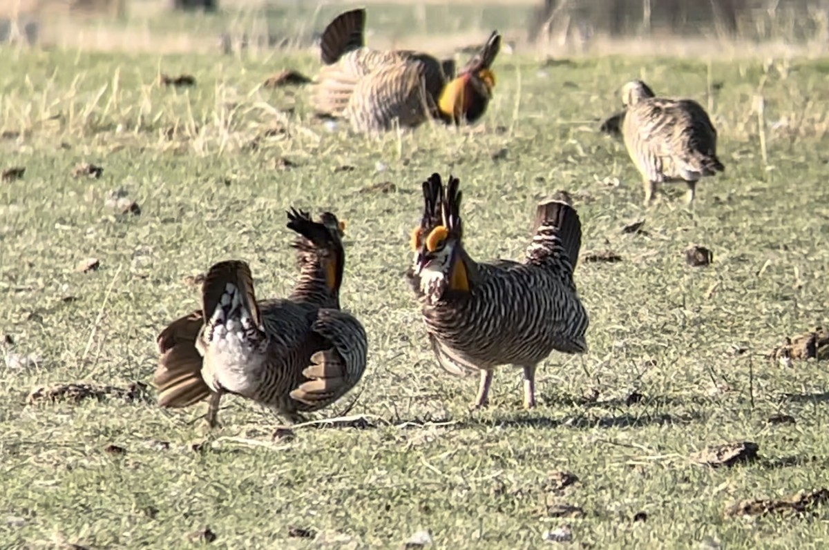 Greater Prairie-Chicken - ML646948397